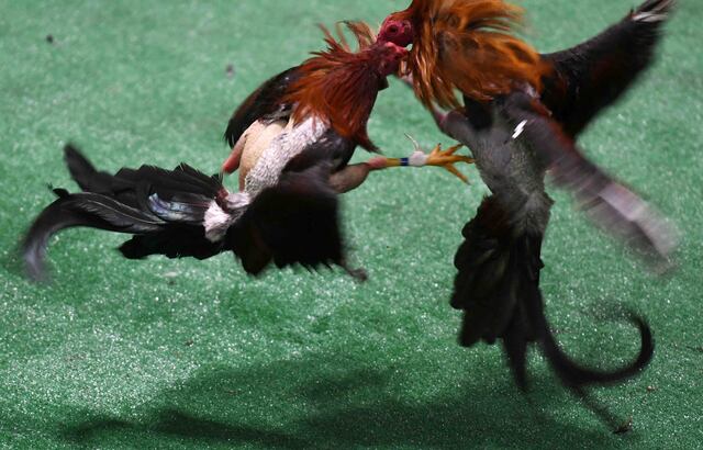 Pierluisi asegura que las peleas de gallos pueden continuar en Puerto Rico