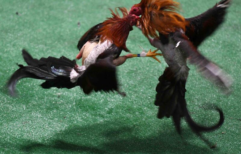 Pierluisi asegura que las peleas de gallos pueden continuar en Puerto Rico